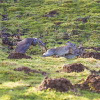 Goshawks - &copy;Dalemews